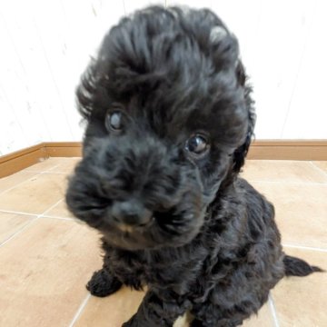 ミディアムプードル【長野県・女の子・2025年9月14日・ブラック】の写真「美人さんになりそうです❤」