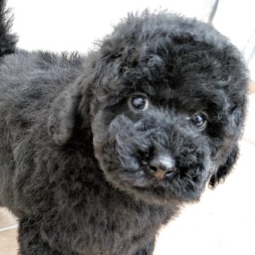 ミディアムプードル【長野県・男の子・2025年9月14日・ブラック】の写真「甘えん坊で可愛い男の子」