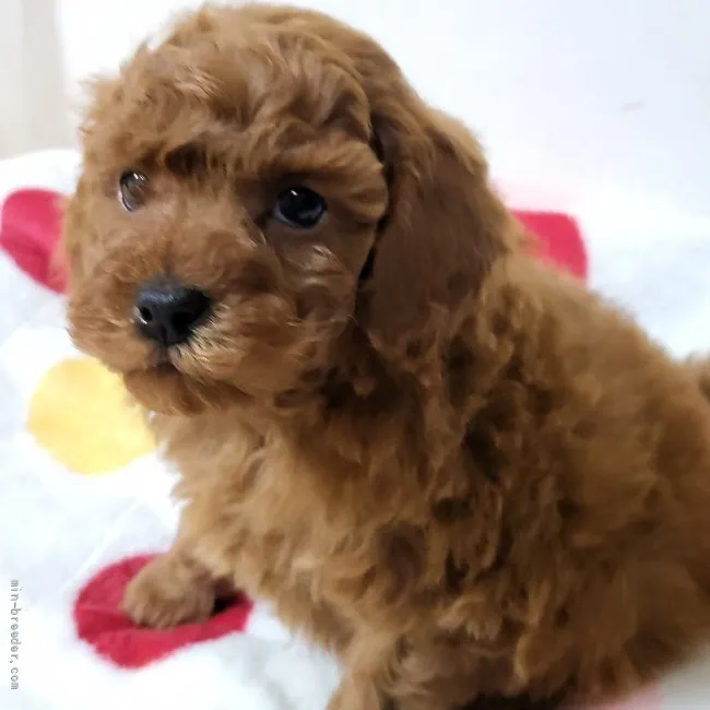 ID:2203-00264の子犬