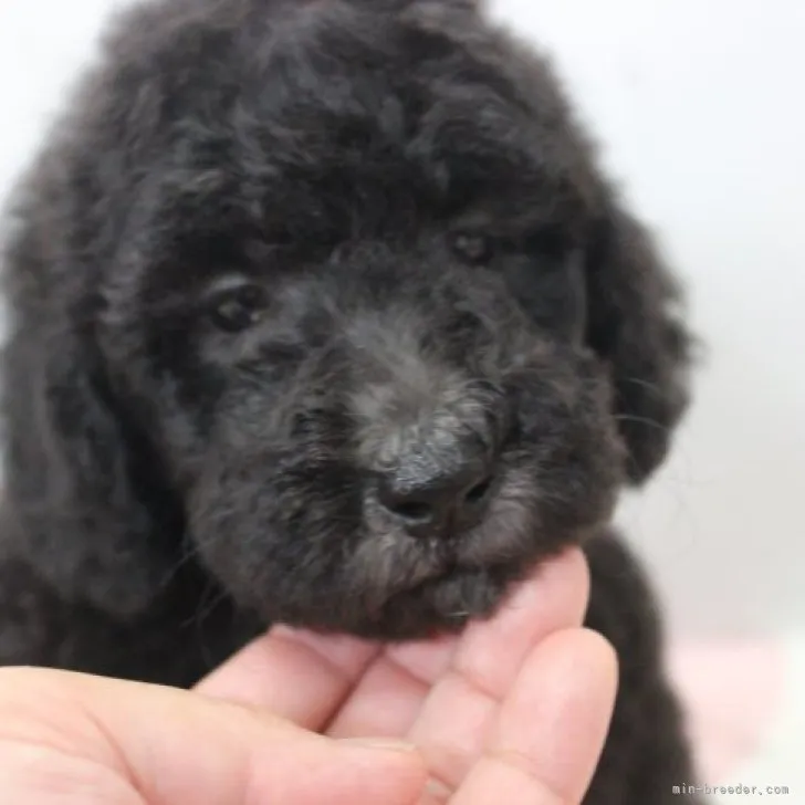 ID:2308-02813の子犬