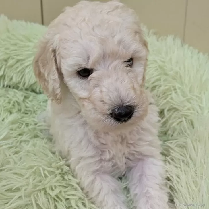 ID:2408-05162の子犬