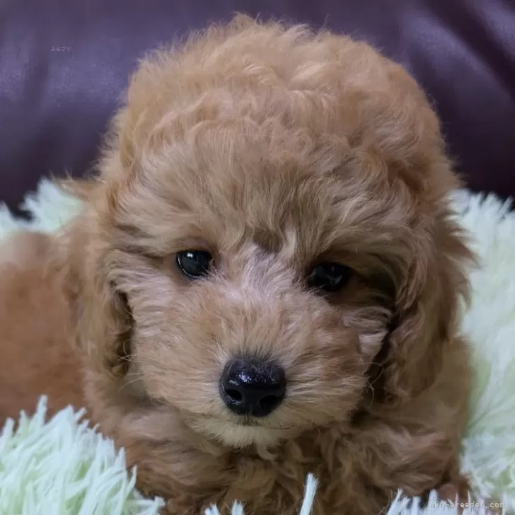 ID：2410-04049の子犬