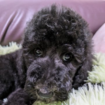 スタンダードプードル【長野県・男の子・2024年7月15日・ブラック】の写真「小さな事は気にしない☺️
どっしり構えた男の子」