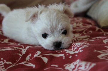 マルチーズ【長野県・男の子・2022年3月28日・ホワイト】の写真「ただいま強い男になるために修行中」