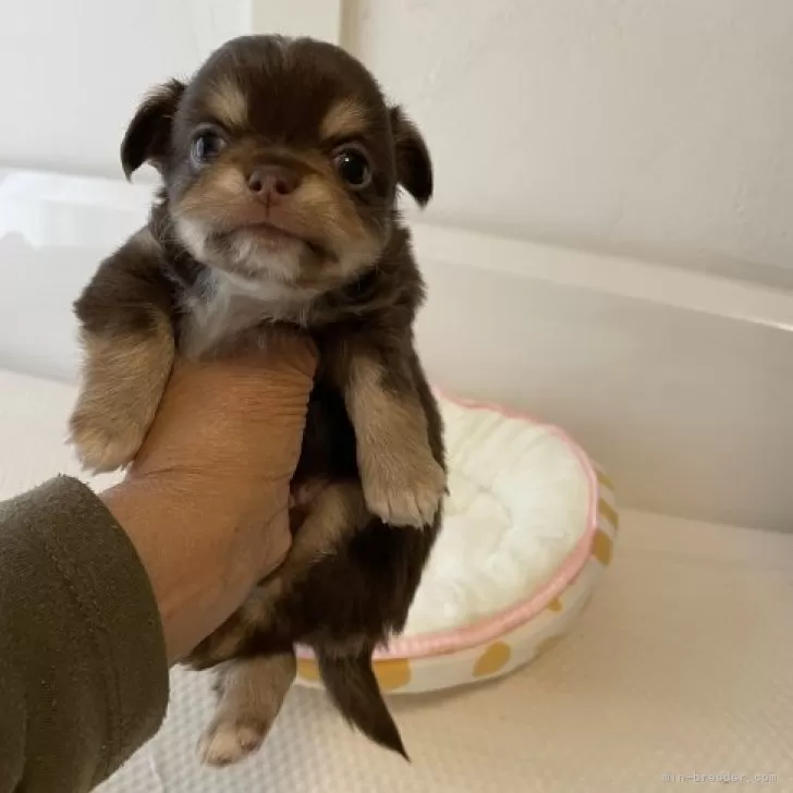 M.K 様のお迎えした子犬