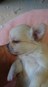 チワワ(ロング)【愛媛県・女の子・2018年8月2日・クリーム&ホワイト】の写真「むちむち、ころころの可愛い～女の子です💕」