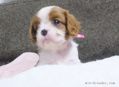 ID:1710-01472の子犬