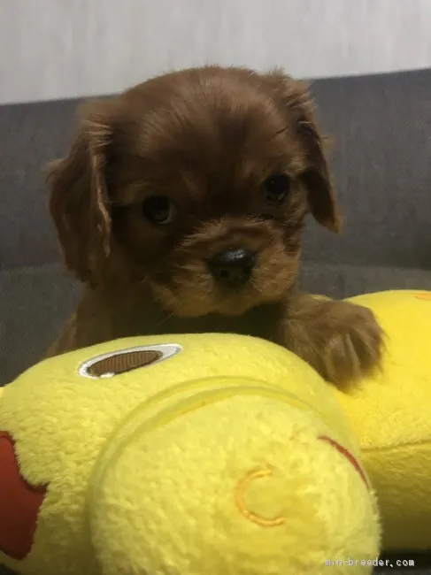 ID:2008-02775の子犬