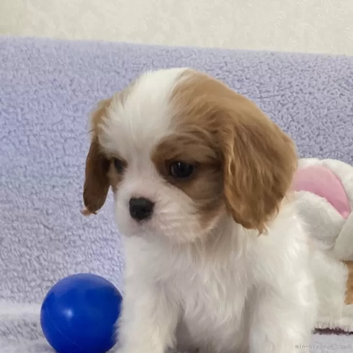 ID：2403-04983の子犬