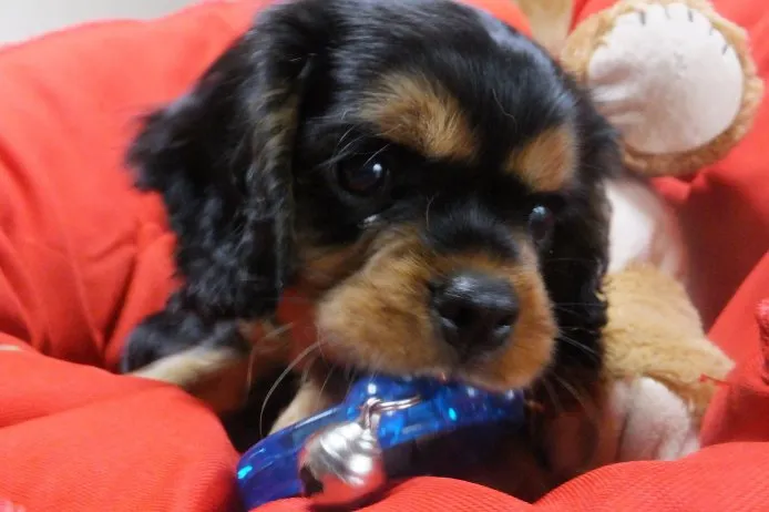 ID:1502-00453の子犬