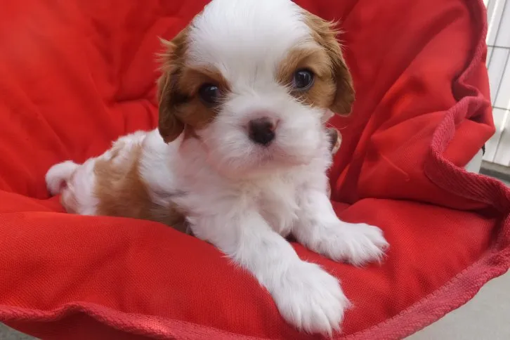 ID:1608-02128の子犬