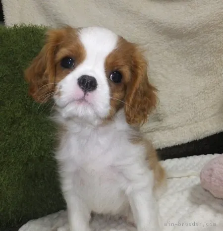 ID:1711-00353の子犬