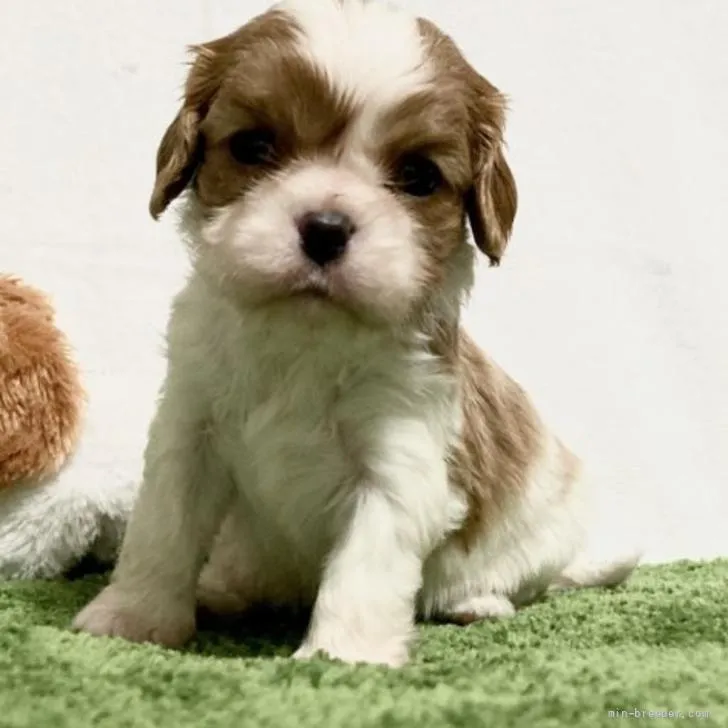 ID:2206-01956の子犬