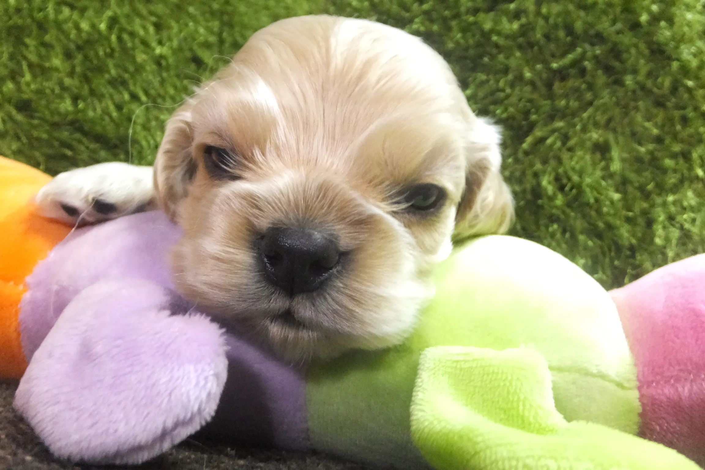 ID:1604-00396の子犬