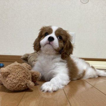 キャバリア【福岡県・男の子・2024年5月8日・ブレンハイム】の写真「両親外産血統の素晴らしい子です」