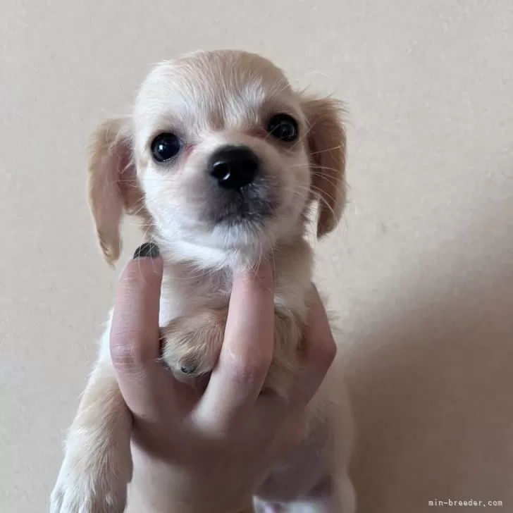 ID:2502-03821の子犬