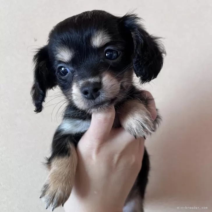 ID：2502-03826の子犬