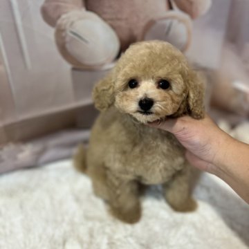 トイプードル(タイニー)【鹿児島県・男の子・2025年8月28日・アプリコット】の写真「可愛いお顔の男の子♡」