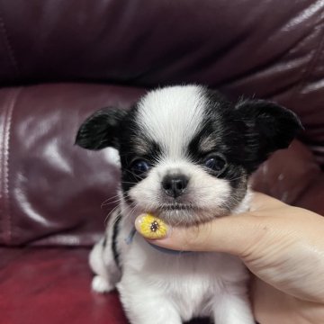 チワワ(ロング)【鹿児島県・男の子・2025年6月15日・トライカラー】の写真「生後４５日までのお値段になります可愛い男の子🥰」