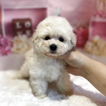 トイプードル(トイ)【鹿児島県・男の子・2025年4月7日・ホワイト】の写真「毛量抜群✨」