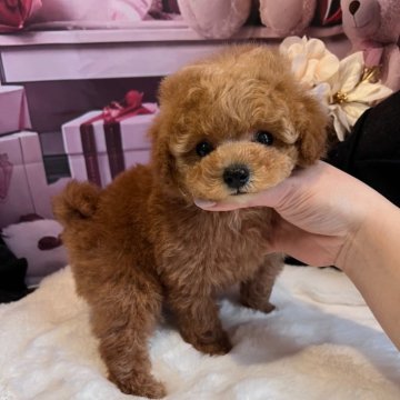トイプードル(タイニー)【鹿児島県・女の子・2024年12月22日・アプリコット】の写真「可愛い一人っ子の女の子❤️」