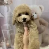 タイニープードル