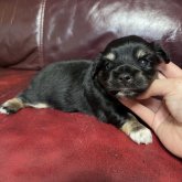 チワックス(チワワ×ダックスフンド)