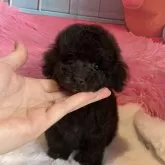 タイニープードル