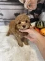 タイニープードル【鹿児島県・男の子・2025年8月28日・アプリコット】の写真4