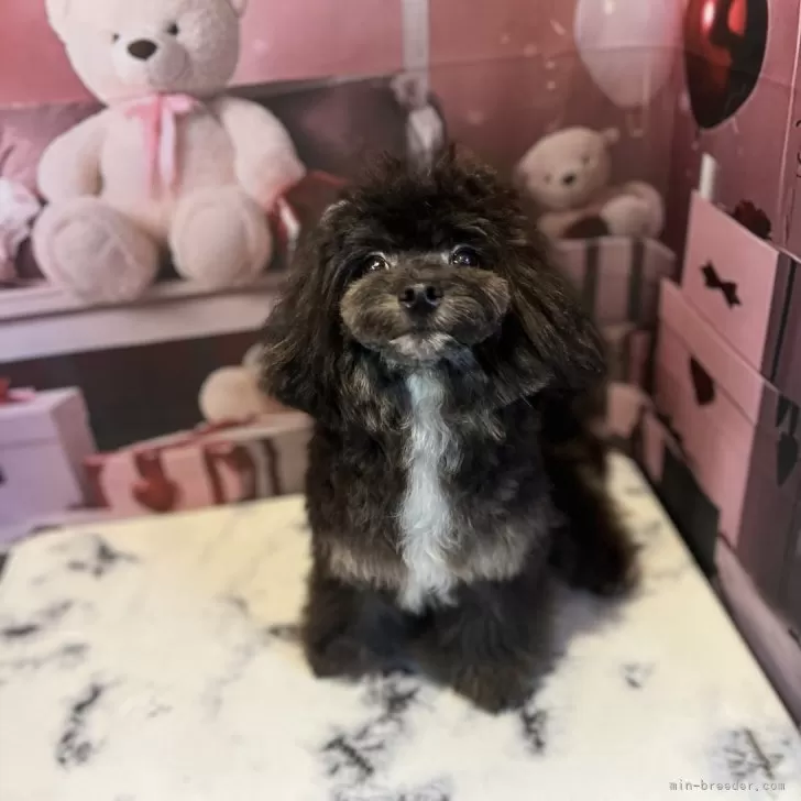 ID:2308-04839の子犬