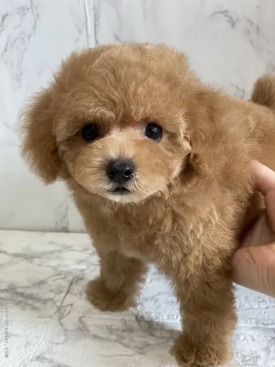 ID：2107-00267の子犬