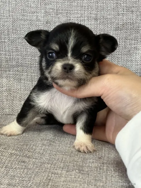 ID:2204-04153の子犬