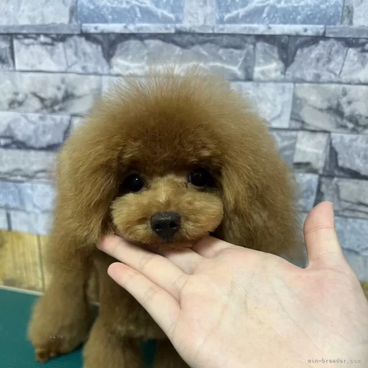 ID：2405-06601の子犬