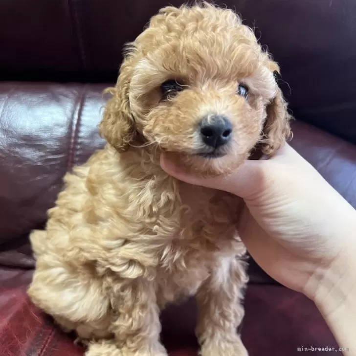 ID:2405-02231の子犬