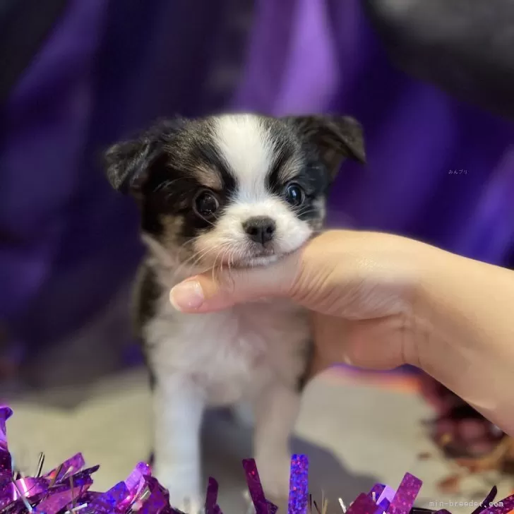 ID:2410-00679の子犬