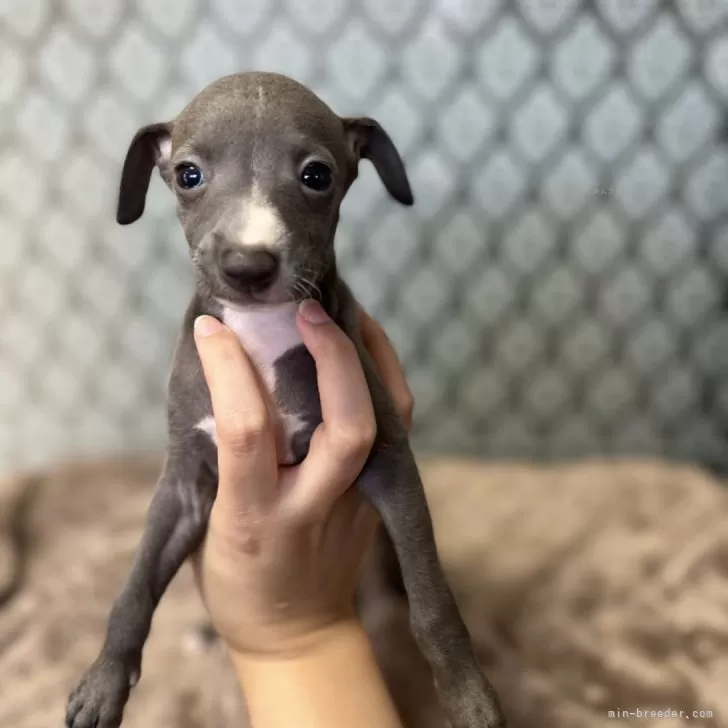 ID：2408-05669の子犬