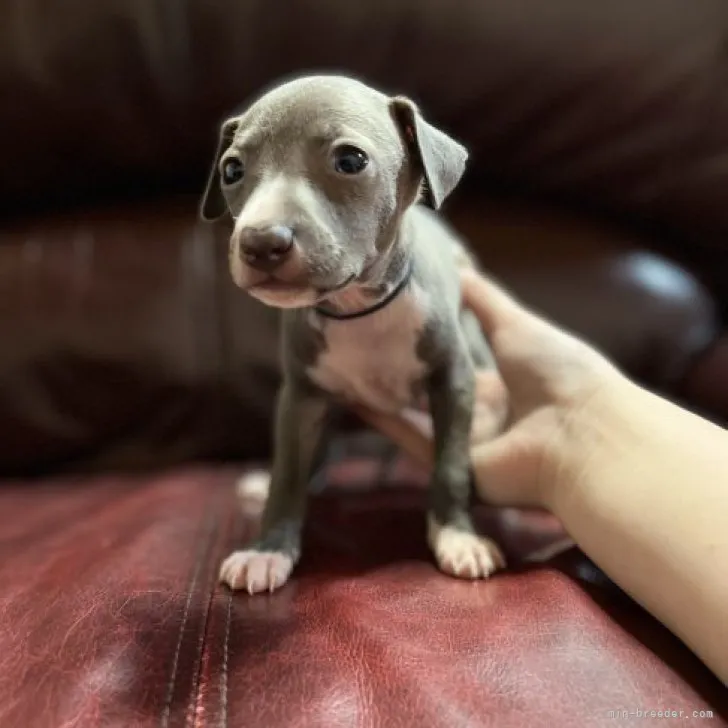 ID:2303-03710の子犬
