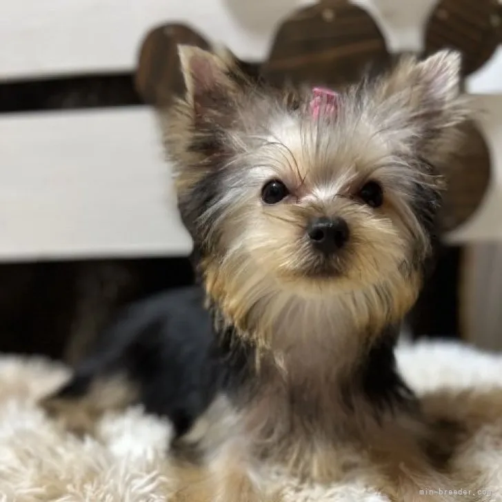 ID:2303-05702の子犬