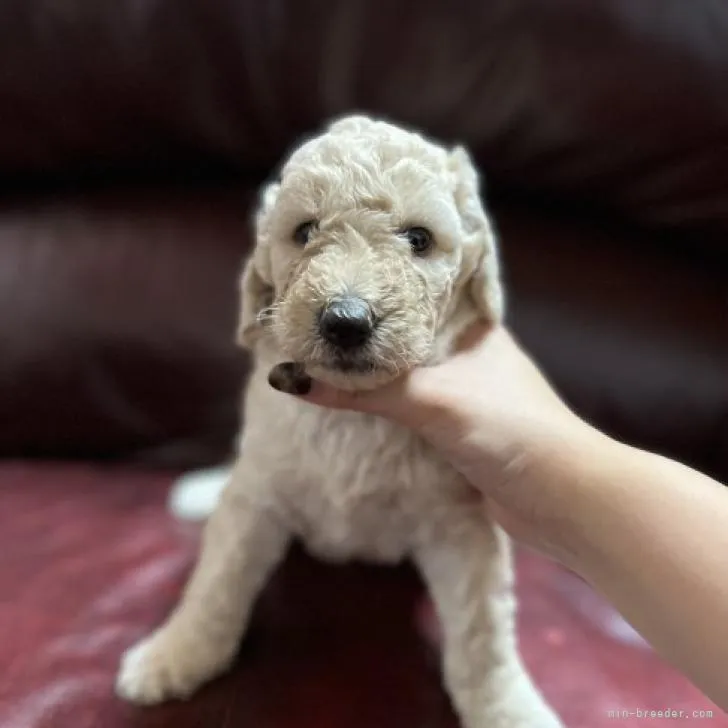 ID:2211-00677の子犬