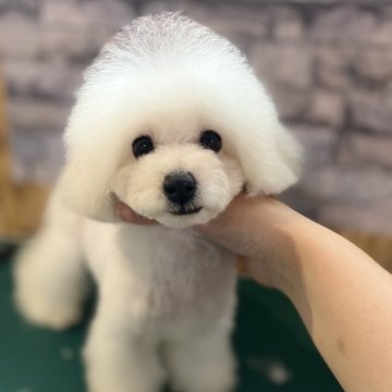 トイプードル(タイニー)【鹿児島県・男の子・2024年5月25日・ホワイト】の写真「お目目クリクリ、短足な僕💕」