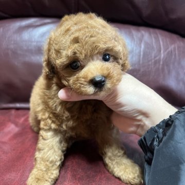 トイプードル(タイニー)【鹿児島県・女の子・2024年4月9日・レッド】の写真「可愛い女の子❤️」