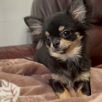 チワワ(ロング)【鹿児島県・男の子・2023年10月4日・ブラック&タンホワイト】の写真「可愛いチワワくん💕」