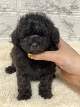 トイプードル(タイニー)【鹿児島県・男の子・2020年12月1日・シルバー予定】の写真「ムチムチの男の子」