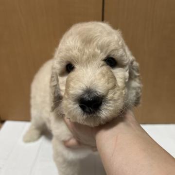 スタンダードプードル【鹿児島県・男の子・2022年10月7日・ホワイト】の写真「甘えん坊の男の子💕」