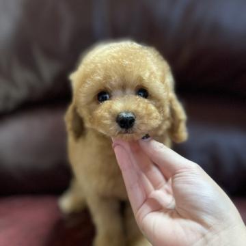 トイプードル(タイニー)【鹿児島県・男の子・2022年8月27日・アプリコット】の写真「可愛い男の子💕」