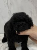 みんなの犬図鑑 鹿児島県で評判の良いトイプードルのブリーダー紹介 みんなの犬図鑑 鹿児島県で評判の良いトイプードルのブリーダー紹介