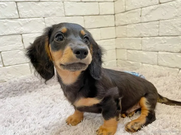 ID:2108-00833の子犬