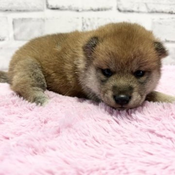 柴犬(標準サイズ)【群馬県・女の子・2023年8月20日・赤】の写真「可愛いお顔の女の子♫」