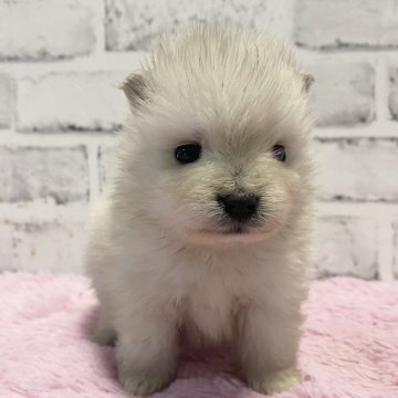 ミックス(ポメラニアン×日本スピッツ)【群馬県・女の子・2023年11月24日・クリーム】の写真「可愛いお顔の女の子♫」