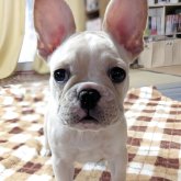 フレンチブルドッグ